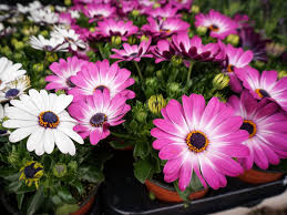 Growing Osteospermum: How To Care For African Daisies